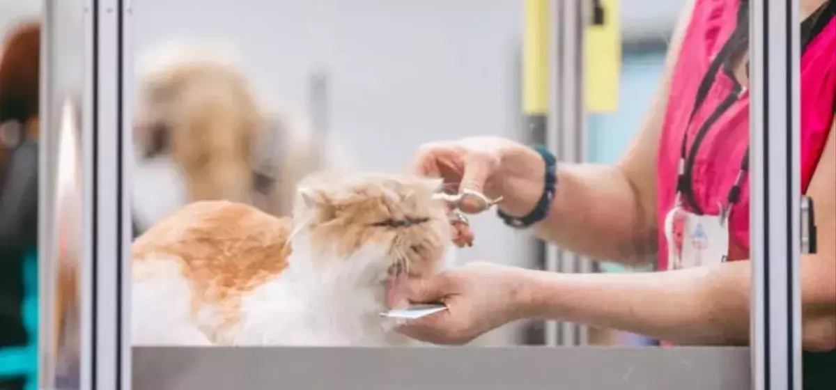 Petco's Strategic Revival: A Promising Prospect for Value Investors