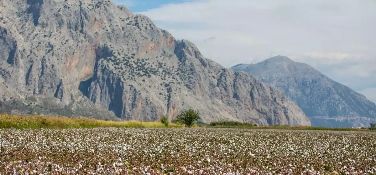 The European Cotton Revival: A Sustainable Luxury Trend