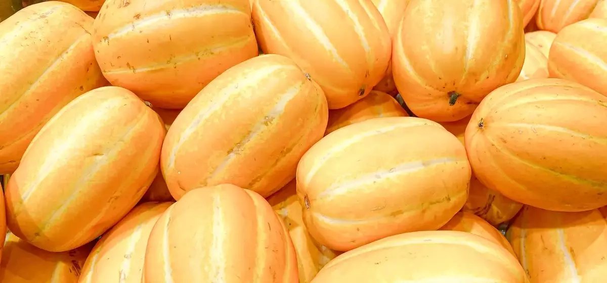 A Connoisseur's Guide to Selecting the Perfect Melon