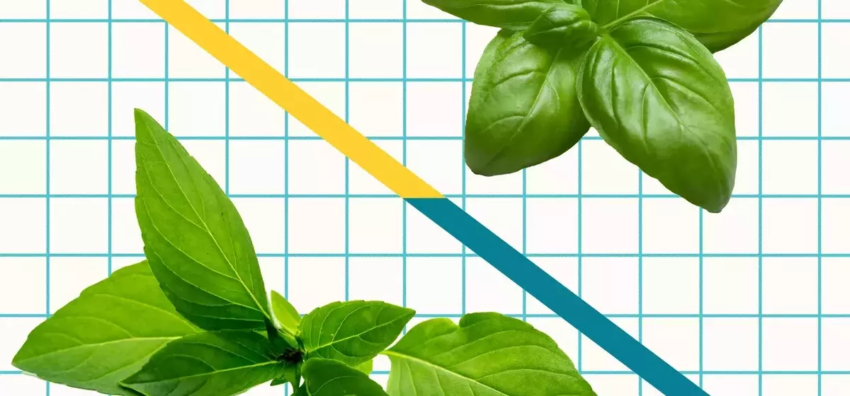Unveiling the Distinctive Characteristics of Italian Sweet Basil and Thai Basil in Culinary Arts
