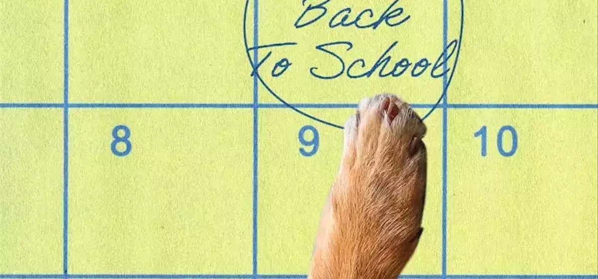 Preparing Your Canine Companion for the Back-to-School Transition