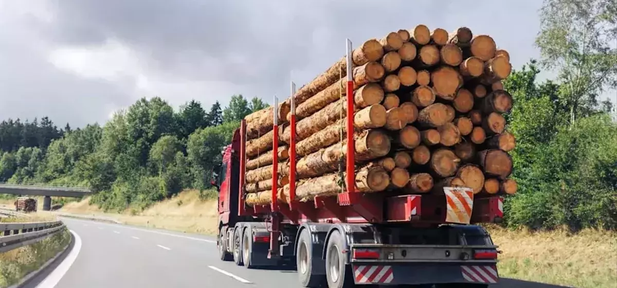 Timber Sales and Social Security: Investor or Logger?
