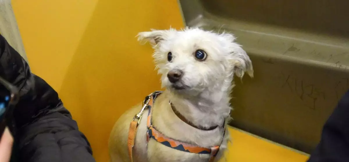 Canine Companions: Dogs Navigating the NYC Subway
