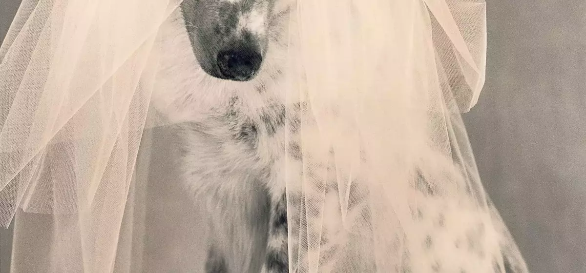 A Whimsical Canine Wedding: Revisiting 'Puppy Love' from Vogue's 1998 Archives