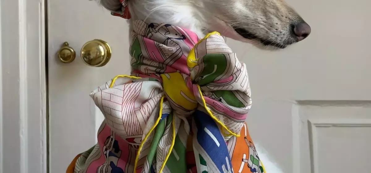 Samantha: The Afghan Hound Redefining Canine Chic