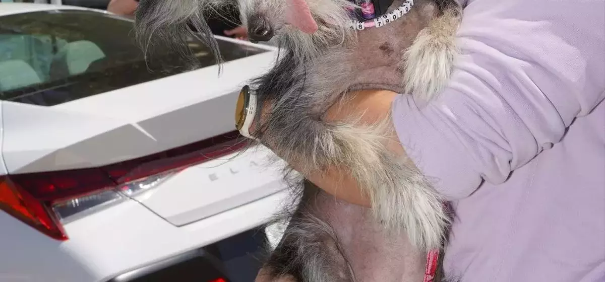 The Charm of the Unconventional: Celebrating the World's Ugliest Dogs