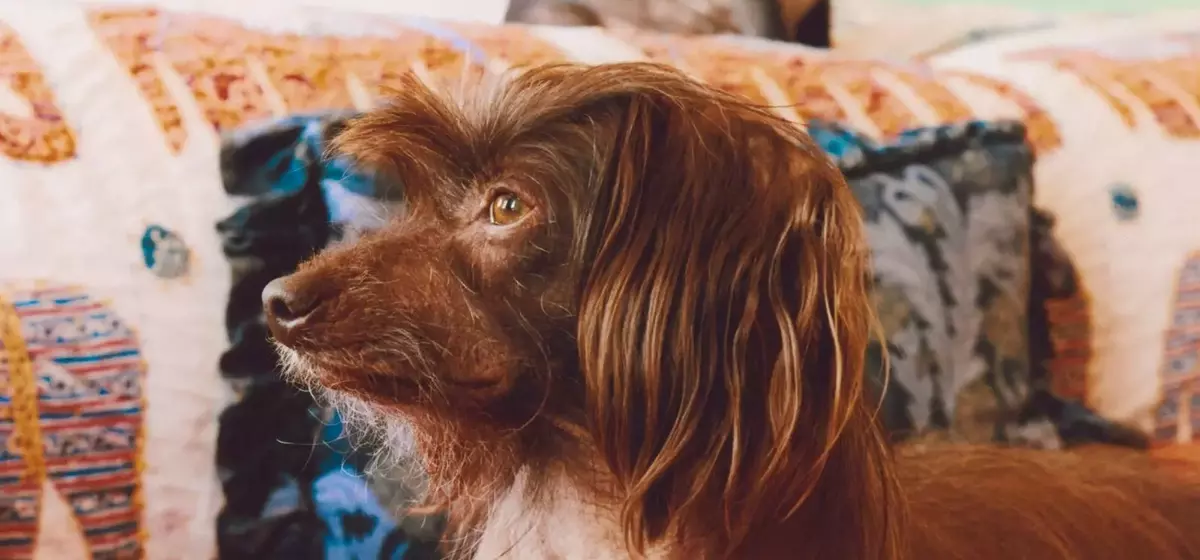 Lena Dunham and Her Beloved Canine Companions: Ingrid and Cornichon