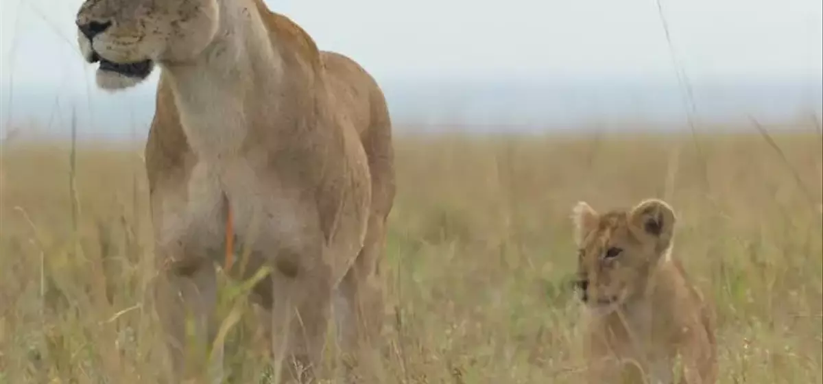 National Geographic's "Lion" Chronicles a Cub's Remarkable Journey