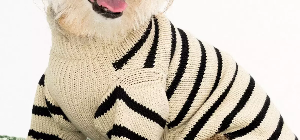 Behind the Scenes of a Star-Studded Canine Photoshoot
