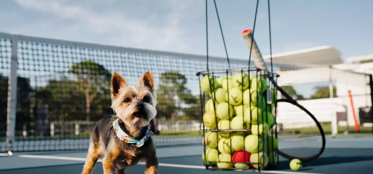 Serena Williams's Canine Companion: The Unbreakable Bond with Chip