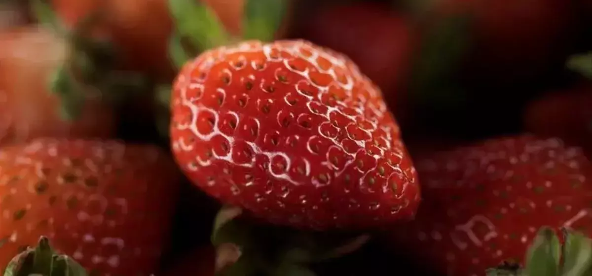 Mexico Challenges US Strawberry Dumping Ruling