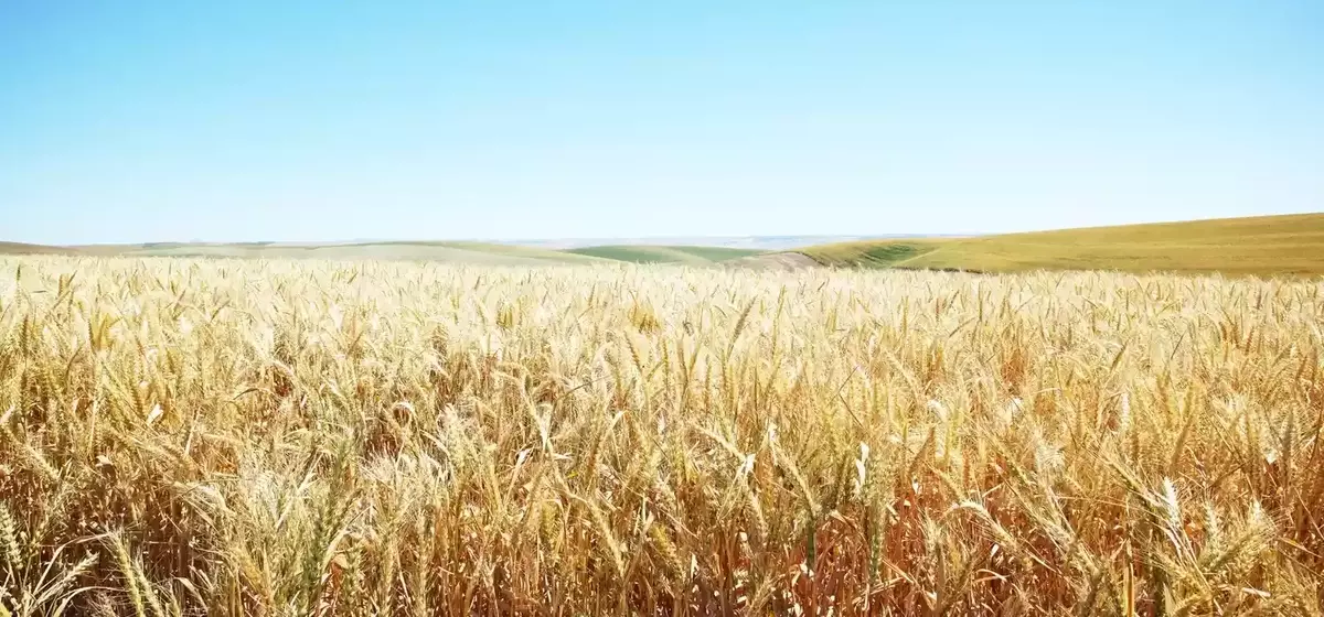 Understanding Tradable Commodities: Basics, Drivers, and Trading