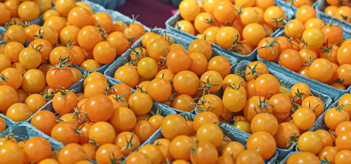 The Accidental Triumph of Sungold Tomatoes