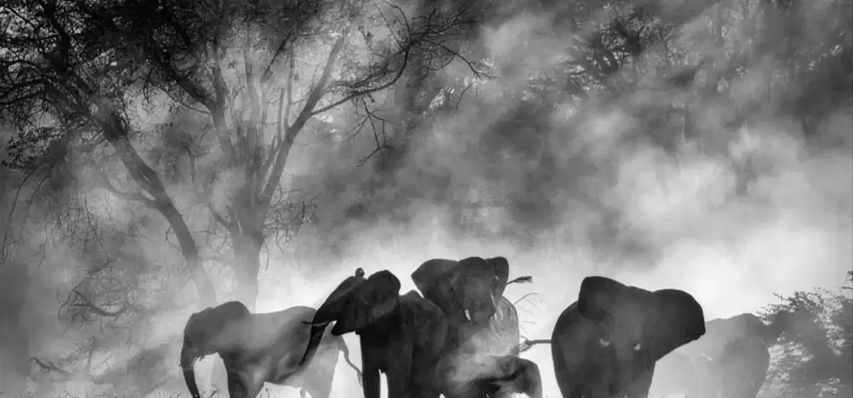 Werner Herzog's 'Ghost Elephants' Secures Home Entertainment Distribution with Buffalo 8