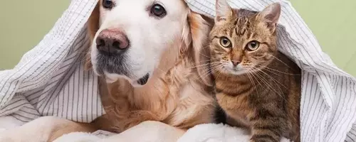 Treat Your Pets Right with Zooplus: The Ultimate Pet Paradise
