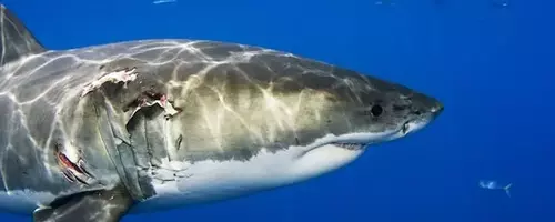 Anticipating Shark Week 2025: A Deep Dive into Marine Programming