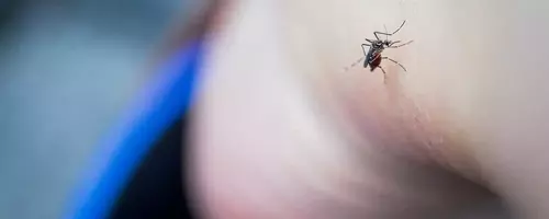 Unveiling Unexpected Strategies to Deter Mosquitoes