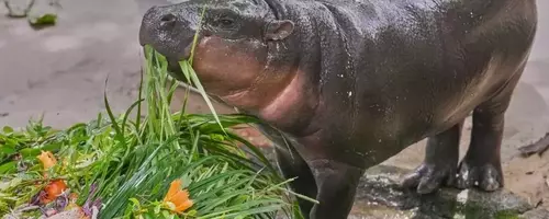 Moo Deng, the Pygmy Hippo, Celebrates First Birthday with Global Fanfare