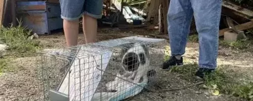 Hope Amidst the Havoc: Volunteers Unite to Reunite Pets with Owners After Devastating Texas Floods