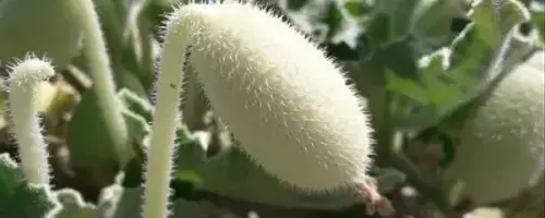 Unveiling the Explosive Seed Dispersal of the Squirting Cucumber