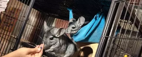 Creature Comforts: Animals as Unique Bookstore Companions