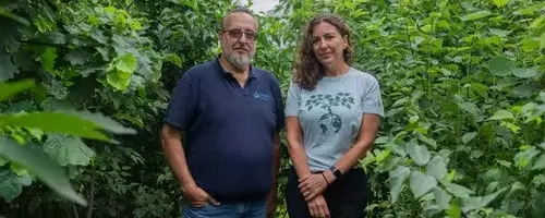 Microforests: A Breath of Fresh Air for Urban Environments