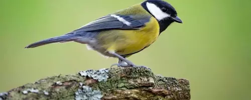 Avian Relationships: The 'Divorce' Phenomenon in Great Tits