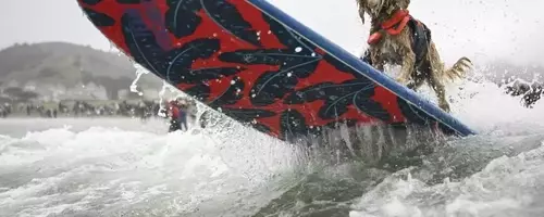 Canine Conquerors of the Waves: A Dive into the World Dog Surfing Championships