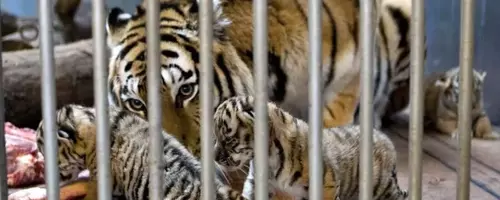 Danish Zoo's Unique Pet Donation Program for Predator Feeding Sparks Global Debate