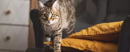 Understanding and Managing Feline Nighttime Antics