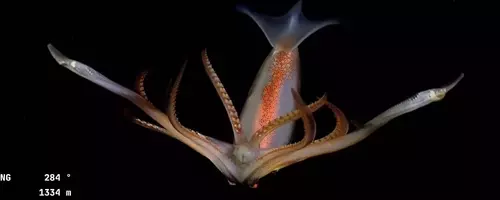 Deep-Sea Creatures Spark National Debate in Argentina