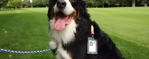 Unraveling the Enigma: The Linguistic Journey of 'Dog'