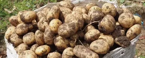 The Evolutionary Enigma of the Humble Potato Unraveled