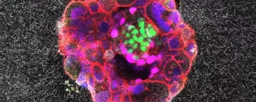 Unveiling Life's First Steps: Real-Time Embryo Implantation Captured