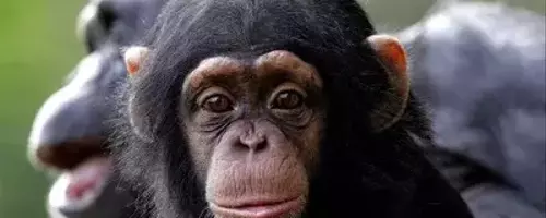 Maternal Influence on Chimpanzee Communication Development