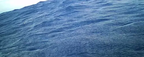 Scientists Uncover Surprising Defecation Habits of Streaked Shearwaters