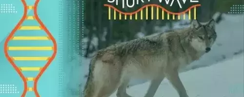 Yellowstone Wolves: Three Decades of Ecological Impact and Debate