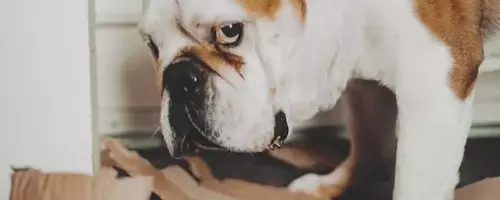 Understanding Canine Behavior: Do Dogs Truly Feel Guilt?