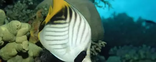 Fishy Feelings: Uncovering Pleasure in Underwater Worlds