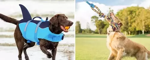 Innovative and Affordable Dog Products for Every Pet Owner