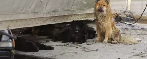 Hurricane Katrina's Enduring Impact on Pet Disaster Preparedness
