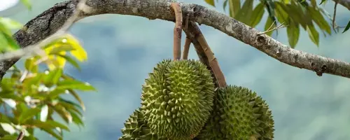 Durian Devotion: A Global Gathering in Puerto Rico's Rainforest