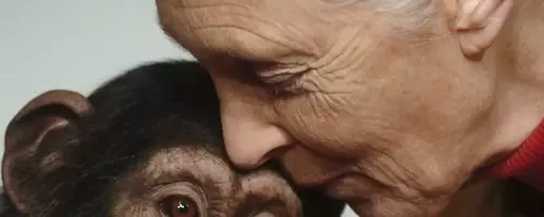 Jane Goodall's Legacy: Unveiling Humanity's Connection to the Animal Kingdom