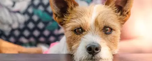 Decoding Your Dog's Sighs: What Experts Say About Canine Communication