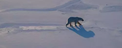 Arctic's Rapid Transformation: Unprecedented Changes in Svalbard's Ecosystem