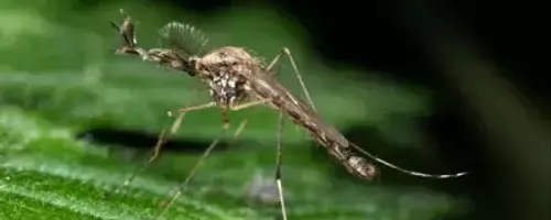 Mosquitoes Make First Appearance in Iceland Amidst Warming Climate