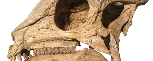 The Remarkable Discovery of Zavacephale Rinpoche: A New Perspective on Dome-Headed Dinosaurs