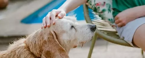 The Efficacy and Safety of Dry Shampoo for Canine Companions