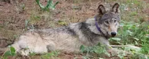 California Euthanizes Four Gray Wolves Amidst Unprecedented Livestock Predation