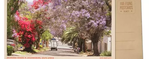 Johannesburg's Spring Transformation: A Jacaranda Spectacle